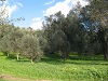 image-alt