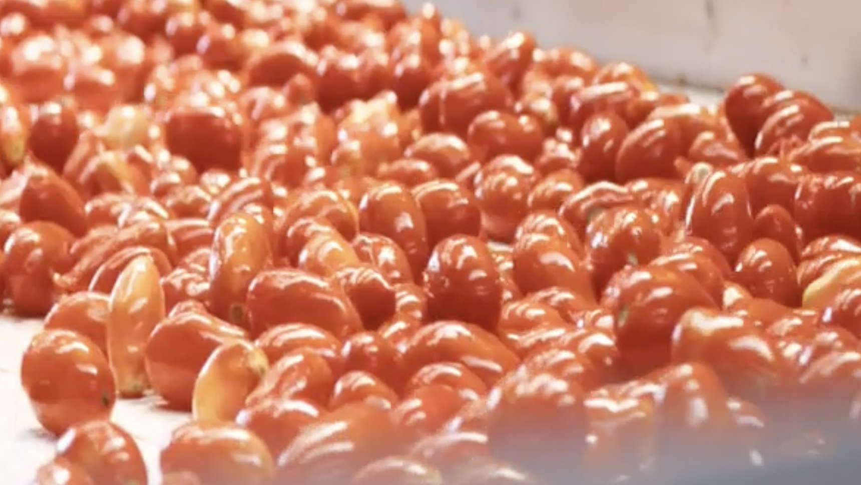 Agroalimentare, a Salerno progetto green da 8 milioni per Icab