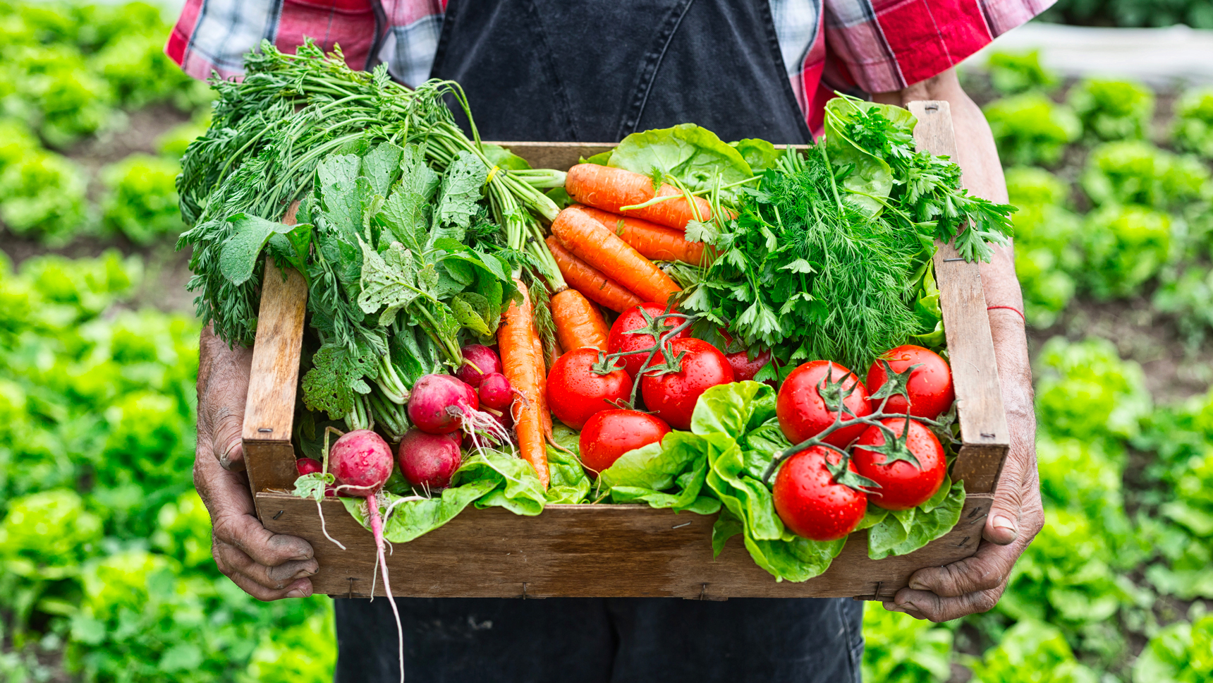 L'agricoltura diventa smart: nasce l'app per i Gruppi di Acquisto Solidale