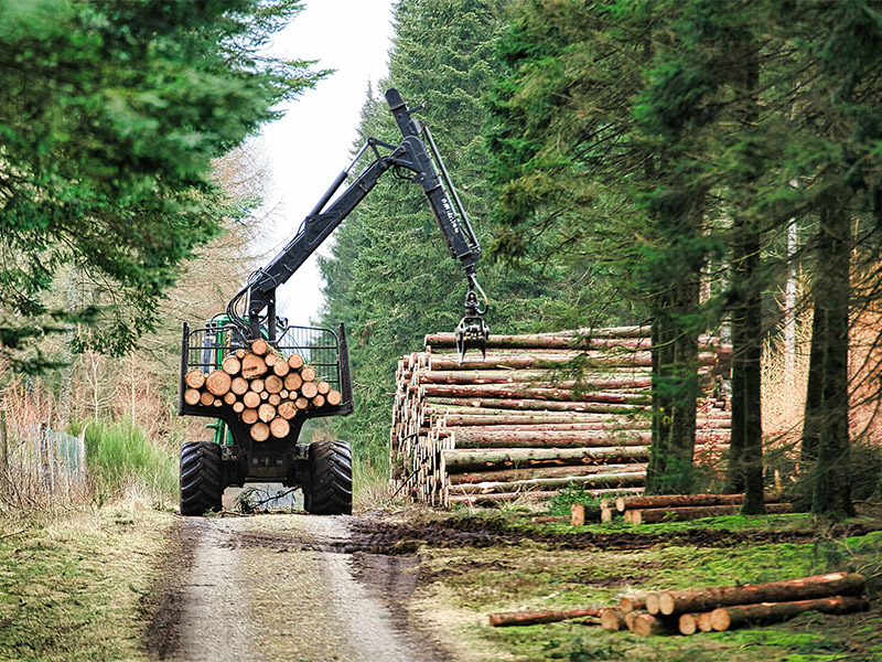 Investimenti per le imprese boschive e della lavorazione del legno